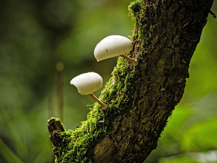 Mushroom-by-Finnian-Power-1